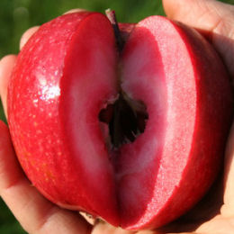 Apple tree, Red flesh